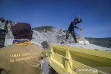 Petugas membersihkan debu vulkanik di sekitar Kawah Ratu pascaerupsi Gunung Tangkuban Parahu, Kabupaten Subang, Jawa Barat, Minggu (28/7/2019). Pengelola Taman Wisata Alam (TWA) Gunung Tangkuban Parahu menutup kawasan wisata hingga dua hari ke depan untuk kegiatan pembersihan dari debu vulkanik. ANTARA JABAR/Raisan Al Farisi/agr