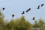 Sekawanan burung Ibis Rokoroko (Plegadis falcinellus) terbang menuju sarangnya di kawasan ekowisata mangrove Karangsong, Indramayu, Jawa Barat, Sabtu (27/7/2019). Sejak dijadikan ekowisata mangrove pada tahun 2015, kawasan tersebut menjadi habitat baru bagi berbagai jenis burung air seperti Ibis rokoroko, Kuntul, Pecuk hitam, belibis dan berbagai burung lainnya. ANTARA JABAR/Dedhez Anggara/agr