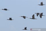 Sekawanan burung Ibis Rokoroko (Plegadis falcinellus) terbang menuju sarangnya di kawasan ekowisata mangrove Karangsong, Indramayu, Jawa Barat, Sabtu (27/7/2019). Sejak dijadikan ekowisata mangrove pada tahun 2015, kawasan tersebut menjadi habitat baru bagi berbagai jenis burung air seperti Ibis rokoroko, Kuntul, Pecuk hitam, belibis dan berbagai burung lainnya. ANTARA JABAR/Dedhez Anggara/agr
