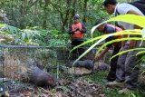 Six Javanese porcupines released into Lake Buyan Natural Park