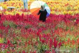 Wisatawan berada di taman bunga celosia plumosa warna merah dan kuning di Desa Blang Bungong, Tangse Kabupaten Pidie, Aceh, Minggu (28/7/2019). Tanaman bunga dari genus celosia dan famili Amaranthaceae yang tumbuh di kawasan tropis menjadi objek wisata yang banyak dikunjungi wisatawan. (Antara Aceh / Irwansyah Putra)