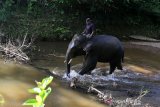 Pawang (Mahout) Conservation Response Unit (CRU) Alue Kuyun menunggangi gajah sumatra jinak saat melakukan patroli hutan di pinggiran hutan Woyla Timur, Aceh Barat, Aceh, Minggu (28/7/2019). Patroli dengan menggunakan gajah jinak dilakukan untuk mengantisipasi masuknya kawanan gajah liar ke pemukiman dan perkebunan warga. (Antara Aceh / Irwansyah Putra)