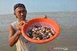 Warga menunjukkan kerang di area Pantai Tuban, Jawa Timur, Senin (29/7/2019). Selain digunakan lauk, kerang tersebut juga dijual Rp10 ribu per kilogramnya. Antara Jatim/Syaiful Arif/zk.