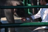 Petugas bermain dengan bayi Gajah Sumatera (Elephas Maximus sumatranus) di Kebun Binatang Surabaya, Jawa Timur, Selasa (30/7/2019). Bayi gajah berjenis kelamin jantan yang lahir pada Senin, 22 Juli 2019 lalu tersebut merupakan hasil perkawinan dari induk betina bernama Lembang (47 tahun) dengan induk jantan yang bernama Doa (52 tahun). Dengan kelahiran bayi gajah itu menambah koleksi Gajah Sumatera di kebun binatang tersebut menjadi enam ekor.  Antara Jatim/Zabur Karuru