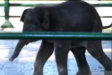 Bayi Gajah Sumatera (Elephas Maximus sumatranus) bermain di dalam kandang  di Kebun Binatang Surabaya, Jawa Timur, Selasa (30/7/2019). Bayi gajah berjenis kelamin jantan yang lahir pada Senin, 22 Juli 2019 lalu tersebut merupakan hasil perkawinan dari induk betina bernama Lembang (47 tahun) dengan induk jantan yang bernama Doa (52 tahun). Dengan kelahiran bayi gajah itu menambah koleksi Gajah Sumatera di kebun binatang tersebut menjadi enam ekor.  Antara Jatim/Zabur Karuru