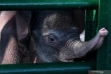 BAYI GAJAH SUMATERA KBS. Bayi Gajah Sumatera (Elephas Maximus sumatranus) bermain di dalam kandang  di Kebun Binatang Surabaya, Jawa Timur, Selasa (30/7/2019). Bayi gajah berjenis kelamin jantan yang lahir pada Senin, 22 Juli 2019 lalu tersebut merupakan hasil perkawinan dari induk betina bernama Lembang (47 tahun) dengan induk jantan yang bernama Doa (52 tahun). Dengan kelahiran bayi gajah itu menambah koleksi Gajah Sumatera di kebun binatang tersebut menjadi enam ekor.  Antara Jatim/Zabur Karuru