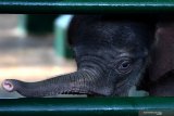 Bayi Gajah Sumatera (Elephas Maximus sumatranus) bermain di dalam kandang  di Kebun Binatang Surabaya, Jawa Timur, Selasa (30/7/2019). Bayi gajah berjenis kelamin jantan yang lahir pada Senin, 22 Juli 2019 lalu tersebut merupakan hasil perkawinan dari induk betina bernama Lembang (47 tahun) dengan induk jantan yang bernama Doa (52 tahun). Dengan kelahiran bayi gajah itu menambah koleksi Gajah Sumatera di kebun binatang tersebut menjadi enam ekor.  Antara Jatim/Zabur Karuru