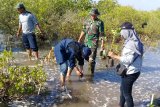 Kodim1615 Lombok Timur tanam mangrove cegah abrasi pantai