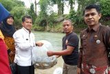 Agam alokasikan Rp300 juta beli induk ikan untuk dua BBI