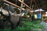 Peternak memberikan pakan pada ternak sapi miliknya di desa Sidomulyo, Kabupaten Barito Kuala, Kalimantan Selatan, Rabu (31/7/2019).Desa Sidomulyo merupakan salah satu pusat ternak sapi di Kalsel, menjelang hari raya Idul Adha 1440 Hijriah, harga hewan kurban di tingkat peternak mengalami kenaikkan namun pemesanan meningkat, untuk sapi harganya naik berkisar Rp2 juta - Rp4 juta per ekor.Foto Antaranews Kalsel/Bayu Pratama S.