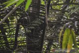 Seekor Macan Tutul (Panthera Pardus) ditemukan bertengger di dahan pohon aren di kawasan permukiman warga Kampung Badeung, Desa Gunajaya, Kabupaten Tasikmalaya, Jawa Barat, Rabu (31/7/2019). Petugas Konservasi Sumber Daya Alam (KSDA) wilayah III Ciamis dibantu warga masih belum bisa menangkap macan tersebut untuk dievakuasi agar tidak berkonflik dengan manusia. ANTARA JABAR/Adeng Bustomi/agr