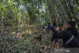 Warga menggunakan anjing memburu Macan Tutul (Panthera Pardus) di kawasan permukiman warga Kampung Badeung, Desa Gunajaya, Kabupaten Tasikmalaya, Jawa Barat, Rabu (31/7/2019). Petugas Konservasi Sumber Daya Alam (KSDA) wilayah III Ciamis dibantu warga masih belum bisa menangkap macan tersebut untuk dievakuasi agar tidak berkonflik dengan manusia. ANTARA JABAR/Adeng Bustomi/agr