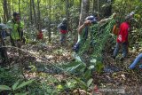 Warga memasang perangkap jaring untuk menangkap Macan Tutul (Panthera Pardus) di kawasan permukiman warga Kampung Badeung, Desa Gunajaya, Kabupaten Tasikmalaya, Jawa Barat, Rabu (31/7/2019). Petugas Konservasi Sumber Daya Alam (KSDA) wilayah III Ciamis dibantu warga masih belum bisa menangkap macan tersebut untuk dievakuasi agar tidak berkonflik dengan manusia. ANTARA JABAR/Adeng Bustomi/agr