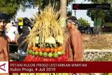 VIDEO: Petani Kulon Progo lestarikan budaya wiwit