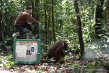 Delapan orangutan dilepasliarkan ke TNBBBR Katingan