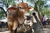 Sejumlah orang beraktivitas di Pasar Hewan Kota Madiun, Jawa Timur, Kamis (1/8/2019). Menurut para pedagang, menjelang Idul Adha harga sapi di pasar hewan tersebut rata-rata naik Rp1 juta per ekor karena meningkatnya kebutuhan hewan kurban. Antara Jatim/Siswowidodo/zk.