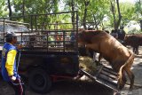 Sejumlah orang beraktivitas di Pasar Hewan Kota Madiun, Jawa Timur, Kamis (1/8/2019). Menurut para pedagang, menjelang Idul Adha harga sapi di pasar hewan tersebut rata-rata naik Rp1 juta per ekor karena meningkatnya kebutuhan hewan kurban. Antara Jatim/Siswowidodo/zk.