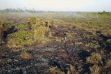  Foto udara lokasi kebakaran hutan dan lahan di kawasan Ketapang Tanjungpura Km 4 di Desa Sungai Awan Kiri, Kecamatan Muara Pawan, Kabupaten Ketapang, Kalimantan Barat, Selasa (30/7/2019). Hingga kini belum diketahui secara pasti penyebab kebakaran yang menghanguskan puluhan hektar lahan yang berada tidak jauh dari lokasi pelepasliaran Orangutan tersebut. ANTARA FOTO/HO/Heribertus/jhwANTARA FOTO/HERIBERTUS (ANTARA FOTO/HERIBERTUS)