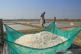 Petani memanen garam di Losarang Indramayu, Jawa Barat, Kamis (1/8/2019). Petani garam daerah tersebut mengeluhkan anjloknya harga garam dari harga Rp400 per kilogram menjadi Rp150 per kilogram. ANTARA JABAR/Dedhez Anggara/agr