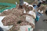 Buruh tani menata bawang merah di atas bak mobil terbuka usai dipanen di area persawahan Desa Bringin, Kediri, Jawa Timur, Kamis (1/8/2019). Sejumlah petani di daerah terebut mengaku untung karena harga jual bawang merah cenderung stabil pada kisaran harga Rp14 ribu per kilogram. Antara Jatim/Prasetia Fauzani/zk.