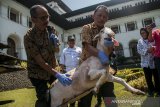 Petugas dari Dinas Ketahanan Pangan dan Peternakan Jawa Barat memberikan informasi tentang cara pemeriksaan hewan kurban di Gedung Sate, Bandung, Jawa Barat, Kamis (1/8/2019). Kegiatan tersebut bertujuan sebagai sosialisasi dan informasi kepada masyarakat agar mengetahui cara memilih hewan kurban yang sehat dan layak jelang Hari Raya Iduladha 2019. ANTARA JABAR/Novrian Arbi/agr