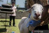 Petugas dari Dinas Ketahanan Pangan dan Peternakan Jawa Barat memberikan informasi tentang cara pemeriksaan hewan kurban di Gedung Sate, Bandung, Jawa Barat, Kamis (1/8/2019). Kegiatan tersebut bertujuan sebagai sosialisasi dan informasi kepada masyarakat agar mengetahui cara memilih hewan kurban yang sehat dan layak jelang Hari Raya Iduladha 2019. ANTARA JABAR/Novrian Arbi/agr