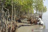 MINIMALISIR TUMPAHAN MINYAK MENTAH DI PESISIR KARAWANG. Petugas Oil Spill Combate Team memeriksa peralatan 