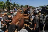 Warga menaikkan sapi yang dibeli ke atas mobil di Pasar Keppo, Pamekasan, Jawa Timur, Sabtu (3/8/2019). Menjelang Idul Adha tahun ini harga sapi Madura yang biasa dibandrol antara Rp10 juta hingga Rp20 juta per ekor itu naik menjadi Rp11,5 juta hingga Rp22,5 juta per ekor. Antara Jatim/Saiful Bahri/zk