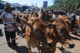 Pedagang menggiring sapi dagangannya ke dalam Pasar Keppo, Pamekasan, Jawa Timur, Sabtu (3/8/2019). Menjelang Idul Adha tahun ini harga sapi Madura yang biasa dibandrol antara Rp10 juta hingga Rp20 juta per ekor itu naik menjadi Rp11,5 juta hingga Rp22,5 juta per ekor. Antara Jatim/Saiful Bahri/zk