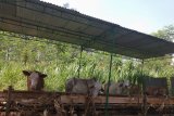 Jelang Idul Adha, peminat penyewaan kandang ternak di Batang meningkat