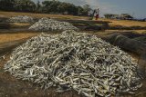 Pekerja menjemur ikan asin di Lapang Katapang Doyong, Kabupaten Pangandaran, Jawa Barat, Minggu (4/8/2019). Kementerian Kelautan dan Perikanan (KKP) memperkirakan angka konsumsi ikan pada 2019 bisa mencapai 54,49 kilogram per kapita dan target tersebut diharapkan tercapai seiring dengan meningkatnya permintaan masyarakat terhadap komoditas pangan bernilai gizi tinggi. ANTARA FOTO/Adeng Bustomi/ agr