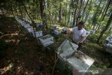 Peternak mengamati lebah madu (apis) di tempat pembudidayaan Taman Hutan Raya Juanda, Dago Pakar, Kabupaten Bandung, Jawa Barat, Senin (5/8/2019). Peternak bisa memanen satu kilogram madu dari tiap kotak lebah dan menjualnya mulai harga Rp 50 ribu hingga Rp 350 ribu ke berbagai kota di Pulau Jawa. ANTARA FOTO/Raisan Al Farisi/agr