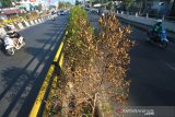 Pengendara melintas di samping tanaman yang mulai kering di median jalan Ahmad Yani Banjarmasin, Kalimantan Selatan, Selasa (6/8/2019).Tanaman yang berada di median jalan di kota Banjarmasin mulai mengalami kekeringan akibat musim kemarau.Foto Antaranews Kalsel/Bayu Pratama S.