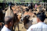 Pedagang memasarkan ternak sapi dan kerbau di pasar hewan tradisional, Desa Sibreh, Kecamatan, Suka Makmur, Kabupaten Aceh Besar,Aceh, Rabu (7/8/2019). Menurut pedagang, pasar hewan pada pekan terakhir menjelang Idul Adha 1440 Hijriyah semakin ramai pedagang yang menawarkan hewan untuk kebutuhan qurban dan termasuk kebutuhan tradisi meugang di pasar tradisional itu dengan penjualan ternak sapi Rp13 juta hingga 34 juta menurut ukuran atau naik sekitar 20 persen, sedangkan kerbau Rp14 juta hingga 18 juta perekor atau naik sekitar 15 persen dibanding kondisi normal. (Antara Aceh/Ampelsa)