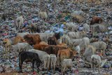 HEWAN KURBAN PEMAKAN SAMPAH. Sejumlah sapi mencari makan di tumpukan sampah di Tempat Pembuangan Akhir (TPA) Sampah, Kampung Ciangir, Kota Tasikmalaya, Jawa Barat, Rabu (7/8/2019). Mendekati Idul Adha 1440 H sejumlah pemilik sapi dikawasan tersebut menjual murah sapi untuk kurban dengan harga Rp16 juta hingga Rp20 juta per ekor. ANTARA JABAR/Adeng Bustomi/agr