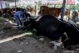 Peternak memberi makan sapi kreman ekstrim saat kontes ternak di Puspo Agro Jemundo Taman, Sidoarjo, Jawa Timur, Rabu (7/8/2019). Kontes ternak hewan kurban tersebut bertujuan untuk mengapresiasi peternak sekaligus sosialisasi program nasional Upaya Khusus Sapi Indukan Wajib Bunting (Upsus Siwab) guna mempercepat pencapaian target swasembada daging sapi. Antara Jatim/Umarul Faruq/zk