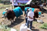 Peternak mengikutkan sapi limosin saat kontes ternak di Puspo Agro Jemundo Taman, Sidoarjo, Jawa Timur, Rabu (7/8/2019). Kontes ternak hewan kurban tersebut bertujuan untuk mengapresiasi peternak sekaligus sosialisasi program nasional Upaya Khusus Sapi Indukan Wajib Bunting (Upsus Siwab) guna mempercepat pencapaian target swasembada daging sapi. Antara Jatim/Umarul Faruq/zk