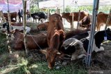 Peternak mengikutkan sapinya saat kontes ternak di Puspo Agro Jemundo Taman, Sidoarjo, Jawa Timur, Rabu (7/8/2019). Kontes ternak hewan kurban tersebut bertujuan untuk mengapresiasi peternak sekaligus sosialisasi program nasional Upaya Khusus Sapi Indukan Wajib Bunting (Upsus Siwab) guna mempercepat pencapaian target swasembada daging sapi. Antara Jatim/Umarul Faruq/zk