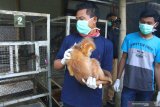 Relawan mengembalikan lutung jawa (Trachypitecus auratus) ke kandang usai menjalani pemeriksaan kesehatan di Javan Langur Centre, Coban Talun, Batu, Jawa Timur, Kamis (8/8/2019). Sebanyak sembilan belas lutung jawa yang merupakan hasil sitaan dan penyerahan menjalani proses pemeriksaan kesehatan sebelum direhabitasi serta dilepasliarkan. Antara Jatim/Ari Bowo Sucipto/zk.