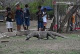 Taman Nasional Komodo diawasi dengan teknologi digital