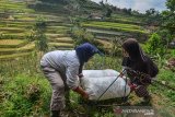 Petani mengangkut karung berisi cabai menyeberangi bukit pegunungan menggunakan alat penyebrangan 