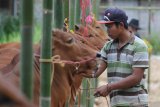 Warga membenahi sapi sonok (hias) saat apel sapi hias di Desa Tlonto Ares, Pamekasan, Jawa Timur, Jumat (9/8/2019). Jika kerapan sapi dilombakan kecepatan berlarinya maka sapi sonok yang terdiri sepasang sapi betina itu, dilombakan kerapihan dan keserasiannya saat berjalan dan berpijak pada sebuah tumpuan. Antara Jatim/Saiful Bahri/zk