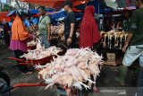Warga berbelanja daging ayam pada hari pertama perayaan tradisi meugang menyambut Idul Adha 1440 Hijriyah di pasar tradisional Peunayung, Banda Aceh, Aceh, Jumat (9/8/2019). Pada hari pertama tradisi meugang Idul Adha 1440 Hijriyah, harga daging ayam naik dari Rp35.000 menjadi Rp40.000 per ekor akibat meningkatnya permintaan pasar, sedangkan stok mencukupi. (Antara Aceh/Ampelsa)