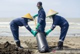 Petugas mengumpulkan tumpahan minyak mentah yang tercecer di Pesisir Pantai Mekarjaya, Karawang, Jawa Barat, Kamis (8/8/2019). PT. Pertamina mengklaim volume tumpahan minyak mentah yang tercecer akibat kebocoran gas di anjungan lepas pantai YY PHE ONWJ di wilayah Karawang tinggal 10 persen dibandingkan dari volume awal yang ditaksir mencapai 3.000 barel per hari. ANTARA JABAR/M Ibnu Chazar/agr