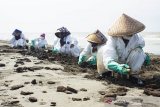 Petugas mengumpulkan tumpahan minyak mentah yang tercecer di Pesisir Pantai Tanjungsari, Karawang, Jawa Barat, Kamis (8/8/2019). PT. Pertamina mengklaim volume tumpahan minyak mentah yang tercecer akibat kebocoran gas di anjungan lepas pantai YY PHE ONWJ di wilayah Karawang tinggal 10 persen dibandingkan dari volume awal yang ditaksir mencapai 3.000 barel per hari. ANTARA JABAR/M Ibnu Chazar/agr