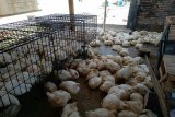 Jelang Idul Adha, harga ayam potong di Mamuju naik