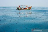 Petugas mengumpulkan tumpahan minyak mentah yang tercecer di Laut Utara Karawang, Jawa Barat, Senin (12/8/2019). Pertamina terus berupaya maksimal menangani tumpahan minyak mentah dengan menerjunkan berbagai peralatan dan metode sesuai standar di industri migas seperti Static Oil Boom untuk menahan penyebaran, Giant Octopus Skimmer untuk menyedot minyak mentah berkecepatan sekitar 250 ribu liter per jam dan bekerjasama dengan masyarakat untuk mengurangi potensi minyak mentah terbawa arus sampai ke pesisir pantai. ANTARA JABAR/M Ibnu Chazar/agr