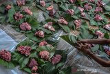 Santri Laskar Pelangi membungkus daging kurban menggunakan daun kayu jati di Yayasan PesantreneurshiPAY, Kampung Zaenal, Manonjaya, Kabupaten Tasikmalaya, Jawa Barat, Senin (12/8/2019). Pengolahan daging kurban Idul Adha yang dikemas menggunakan daun jati dan tali bambu sejak tahun 2012 yang dikerjakan oleh santri sebagai upaya meminimalisir penggunaan kantong plastik sekaligus mendukung program Pemerintah mengkampanyekan Go Green. ANTARA FOTO/Adeng Bustomi/agr