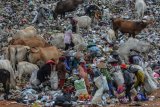 Sejumlah pemulung memungut sampah plastik di Tempat Pembuangan Akhir (TPA) sampah Kampung Ciangir, Kota Tasikmalaya, Jawa Barat, Selasa (12/8/2019). Berdasarkan Kementerian Lingkungan Hidup dan Kehutanan (KLHK) Indonesia masuk dalam peringkat kedua di dunia sebagai penghasil sampah plastik setelah Tiongkok, dengan total jumlah sampah pada 2019 mencapai akan 68 juta ton, dan sampah plastik diperkirakan mencapai 9,52 juta ton atau 14 persen dari total sampah yang ada. ANTARA FOTO/Adeng Bustomi/nym.