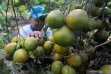 Petani memeriksa buah jeruk siap panen di Desa Penaguan, Pamekasan, Jawa Timur, Kamis (15/8/2019). Menjelang berakhirnya musim panen tahun ini harga jeruk di kawasan itu naik dari sebelumnya Rp8.000-Rp10.000 per kg menjadi Rp10.000-Rp12.000 per kg karena tingginya permintaan. Antara Jatim/Saiful Bahri/zk